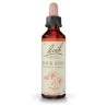 Bach Rock Rose